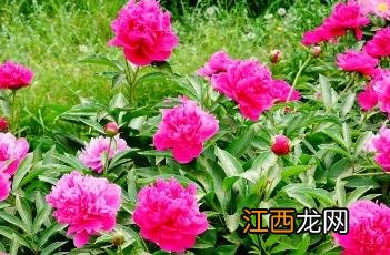 芍药 本草 芍药_证类本草