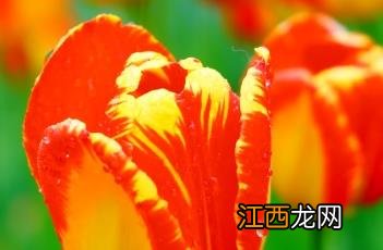 班雅郁金香花语 班雅郁金香