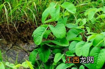 生地榆功能主治 地榆_证类本草