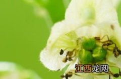 牛扁 牛扁什么字