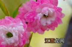 粉花重瓣麦李 粉花重瓣麦李果实可以吃吗