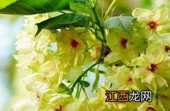 御衣黄樱 御衣黄樱花