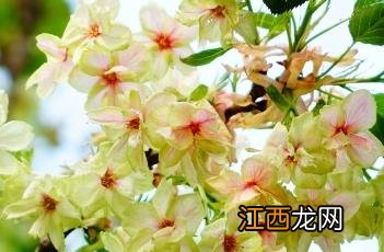 御衣黄樱 御衣黄樱花