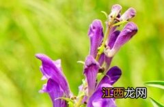 黄芩长沙药解 黄芩_长沙药解