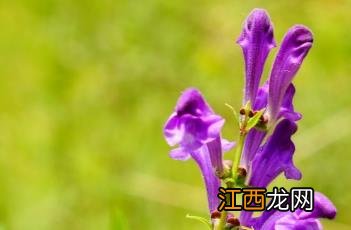 黄芩长沙药解 黄芩_长沙药解