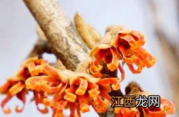 春金缕梅 金缕梅百度百科