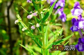 黄芩 本草 黄芩_滇南本草