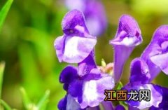 黄芩 本草 黄芩_滇南本草