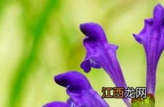 神农本草经 黄芩 黄芩_神农本草经百种录