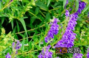 黄芩_滇南本草 本草经黄芩