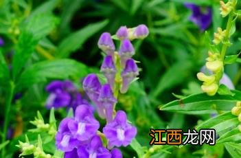 黄芩_本草经疏 黄芩(经