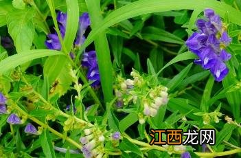 黄芩_本草图经 黄芩 本草经