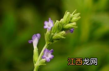 宽叶薰衣草幼苗 宽叶薰衣草