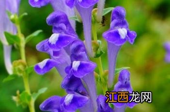 本草经黄芩 黄芩_本草思辨录