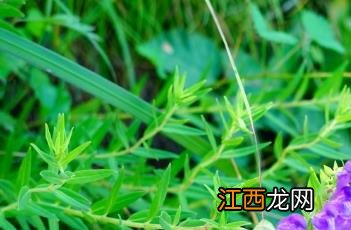 黄芩_本草经疏 黄芩 本经