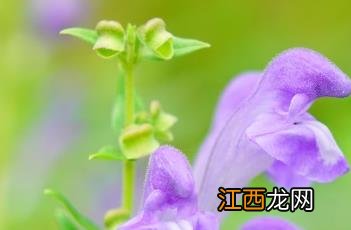 黄芩_本草乘雅半偈