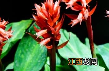 西洋凤梨的种植方法 南美凤梨兰