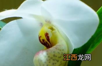 白花兜兰 白花兜兰有价吗