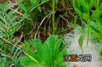 白头翁 草 白头翁_本草新编