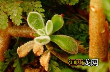 锦晃星 锦晃星开花图片大全