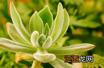 锦晃星 锦晃星开花图片大全