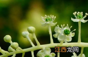 商陆_本草乘雅半偈 《本草乘雅半偈》