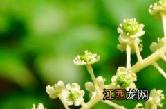 商陆_本草乘雅半偈 《本草乘雅半偈》