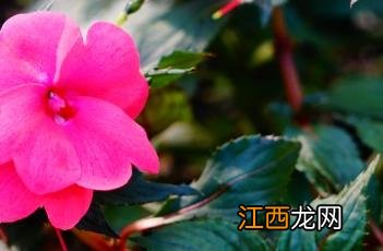 新几内亚凤仙花 新几内亚凤仙花可以染指甲吗