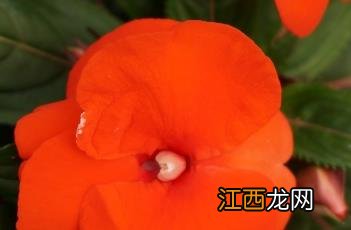 新几内亚凤仙花 新几内亚凤仙花可以染指甲吗