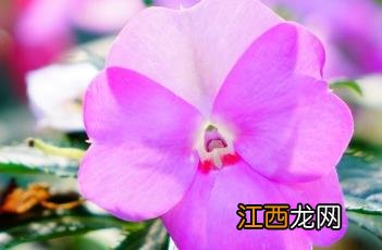 新几内亚凤仙花 新几内亚凤仙花可以染指甲吗