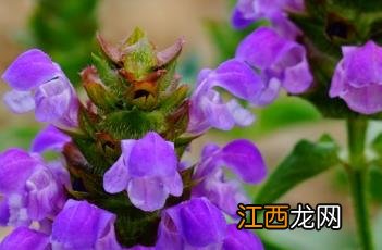 夏枯草_神农本草经百种录 药用夏枯草