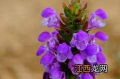 夏枯草_本草新编 百度百科夏枯草