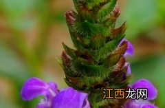 夏枯草_证类本草 夏枯草证类本草