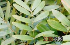 鳞秕泽米 鳞秕泽米怎么养