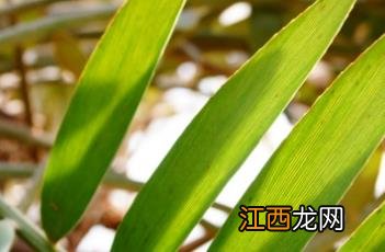 鳞秕泽米 鳞秕泽米怎么养