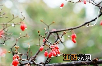 山茱萸 本草 山茱萸_证类本草