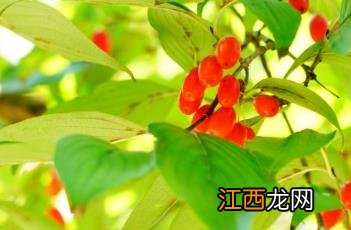 山茱萸 本草 山茱萸_证类本草