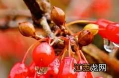 山茱萸长沙药解 山茱萸_长沙药解