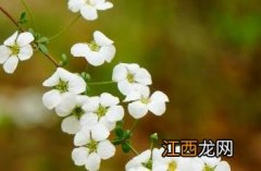 李叶绣线菊花语 李叶绣线菊