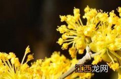 山茱萸_雷公炮炙论 《雷公炮炙论》中药物炮制称