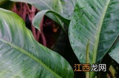 绿霸王 绿霸王图片大全植物