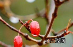 山茱萸图片 山茱萸