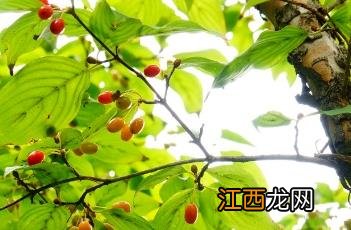 山茱萸图片 山茱萸