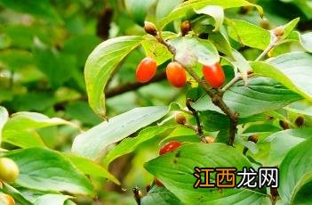 山茱萸图片 山茱萸