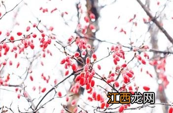 山茱萸图片 山茱萸