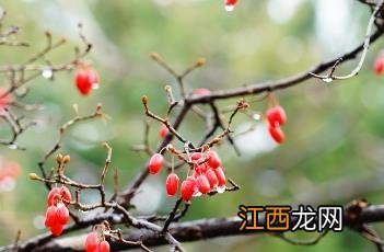 山茱萸图片 山茱萸