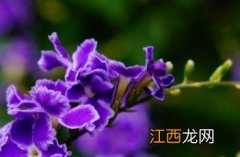 蕾丝金露花冬天要剪枝吗 蕾丝金露花