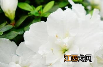 白花杜鹃 白花杜鹃稀有品种