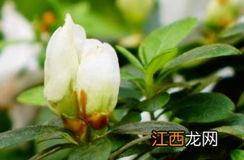 白花杜鹃 白花杜鹃稀有品种