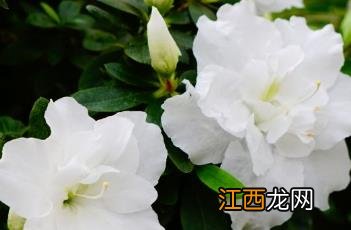 白花杜鹃 白花杜鹃稀有品种